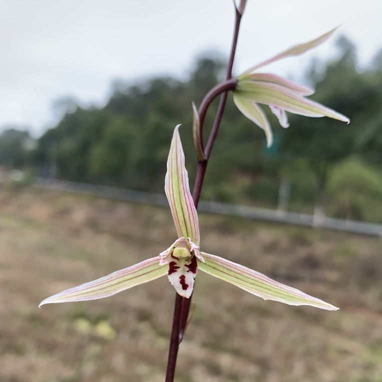 细叶寒兰叶花双艺