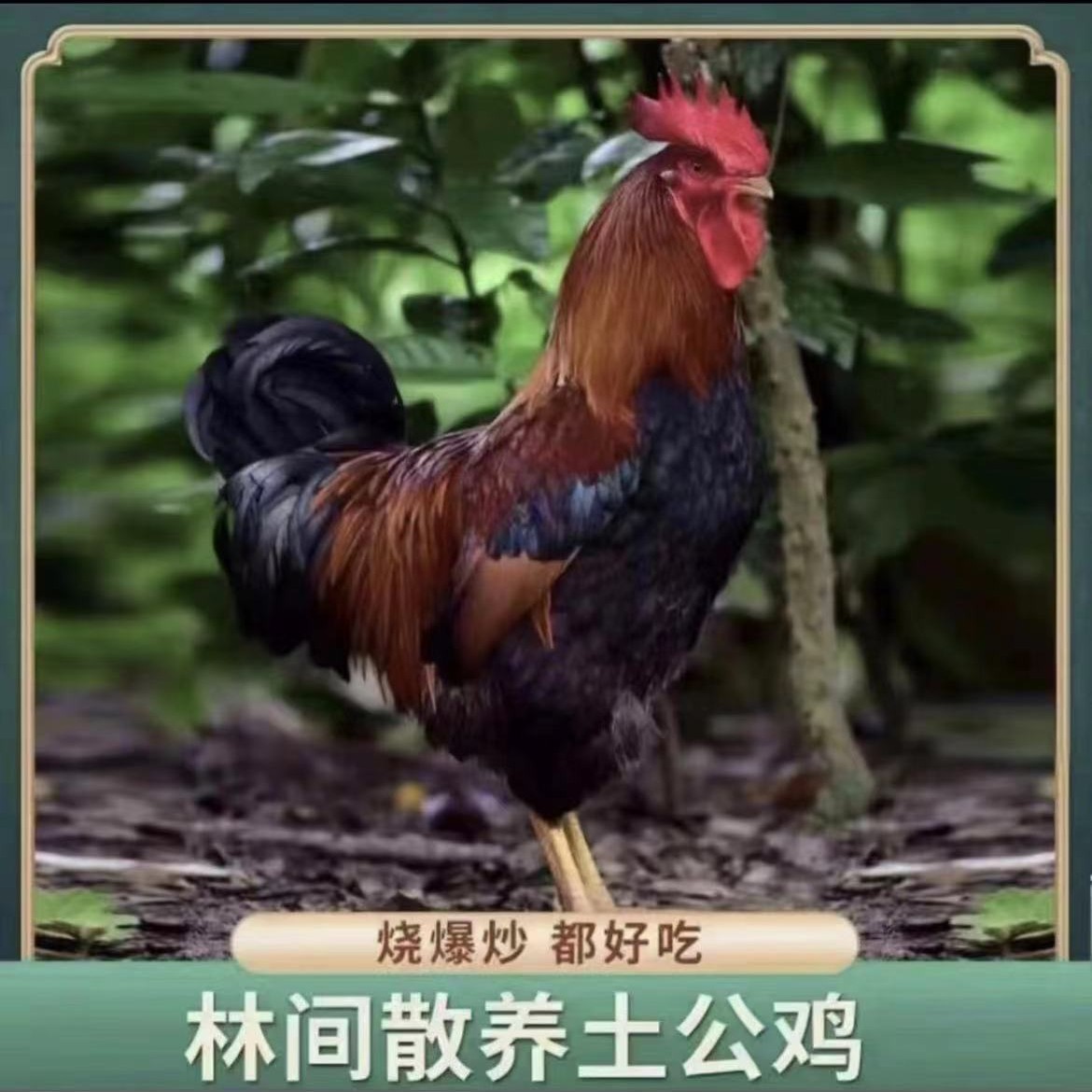 两只公鸡➕半斤鸡心➕半斤鸡胗 共6斤半左右