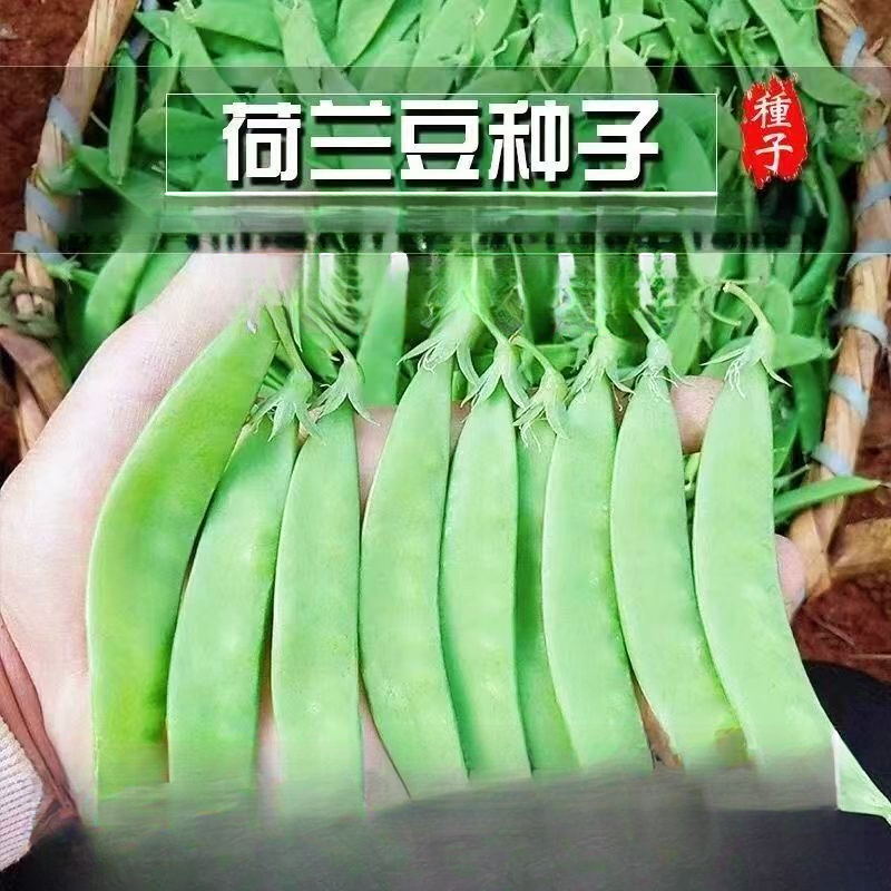 软荚甜脆荷兰豆种子豌豆苗四季播种大荚菜豆豌豆豆角种子农家蔬菜