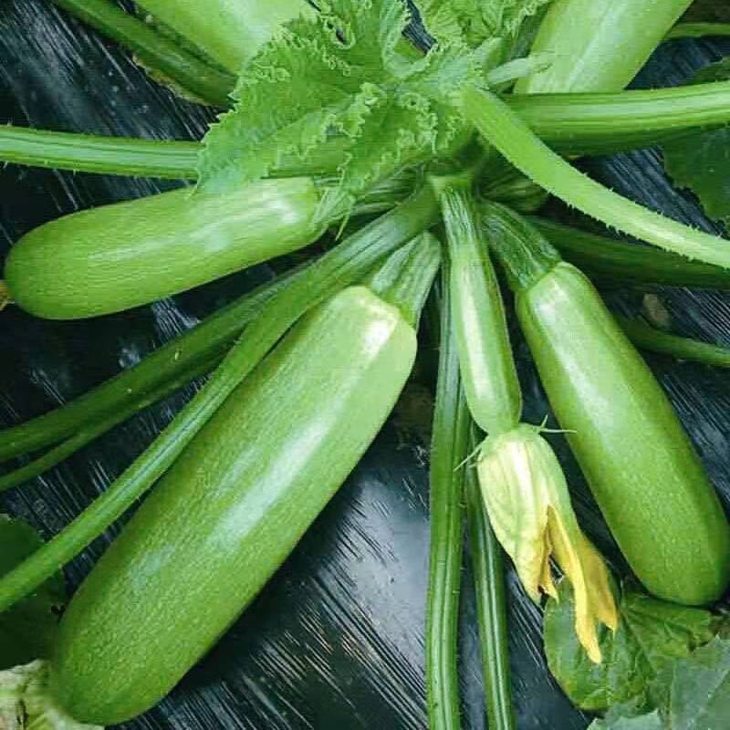 春季易种西湖瓜阳台盆栽菜种耐寒抗西葫芦种子蔬菜种子