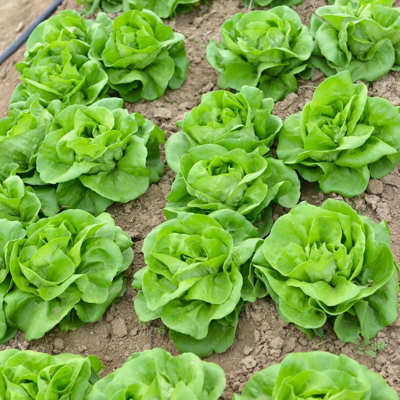生菜籽种子四季播种抗热奶油生菜玻璃意大利生菜阳台庭院蔬菜种子