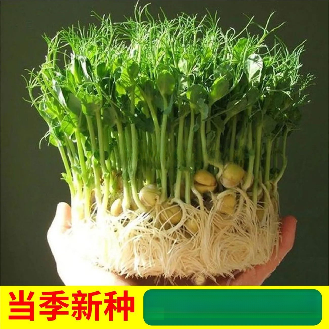 无须豌豆苗种子特大豆尖水培荷兰豆芽碗豆尖芽菜种子
