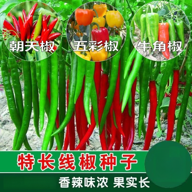 辣椒种子朝天椒青椒线椒种子螺丝椒薄皮高产庭院盆栽蔬菜种籽四季