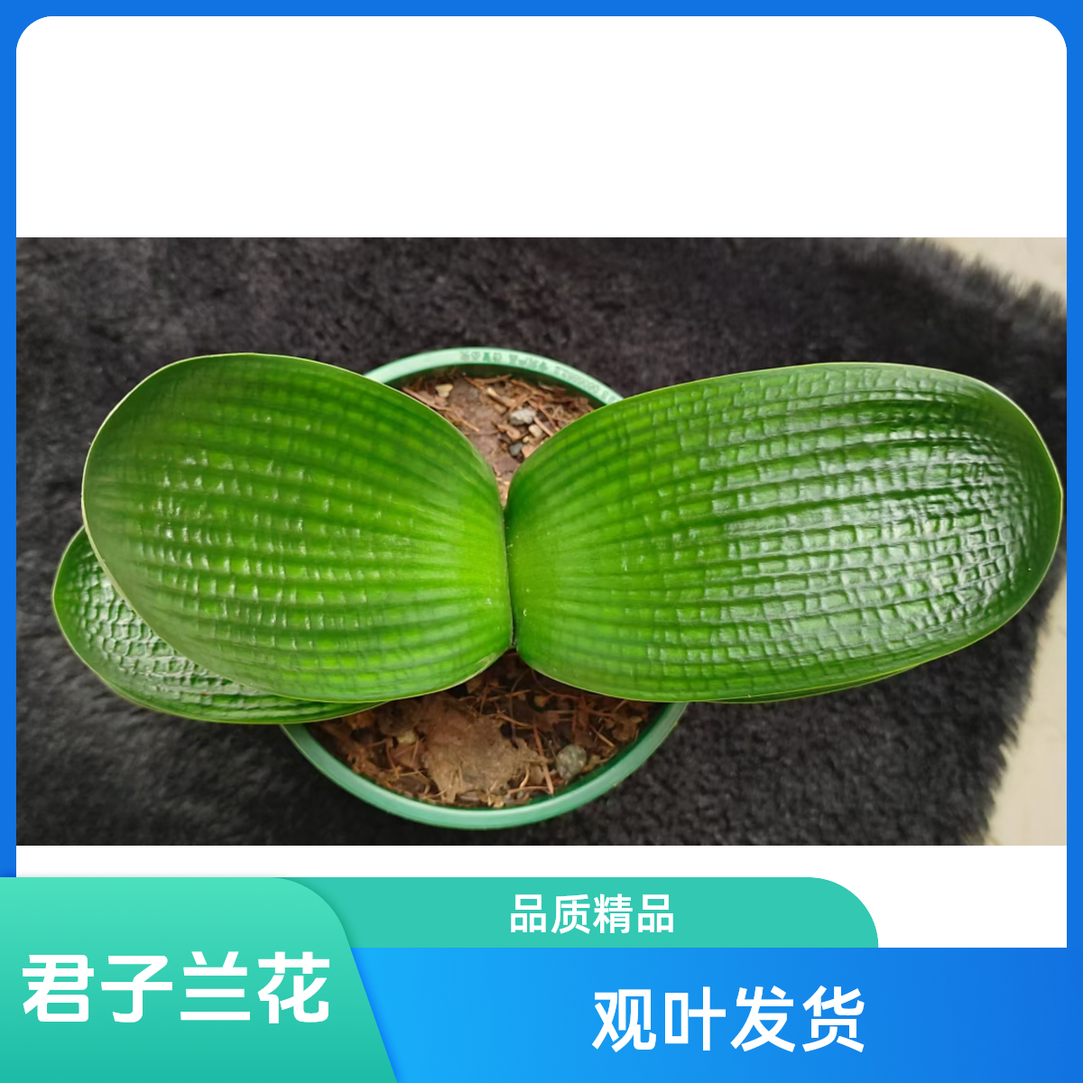 君子兰盆栽盆栽植物宽叶圆头和尚绿植四季花卉原土发货室内