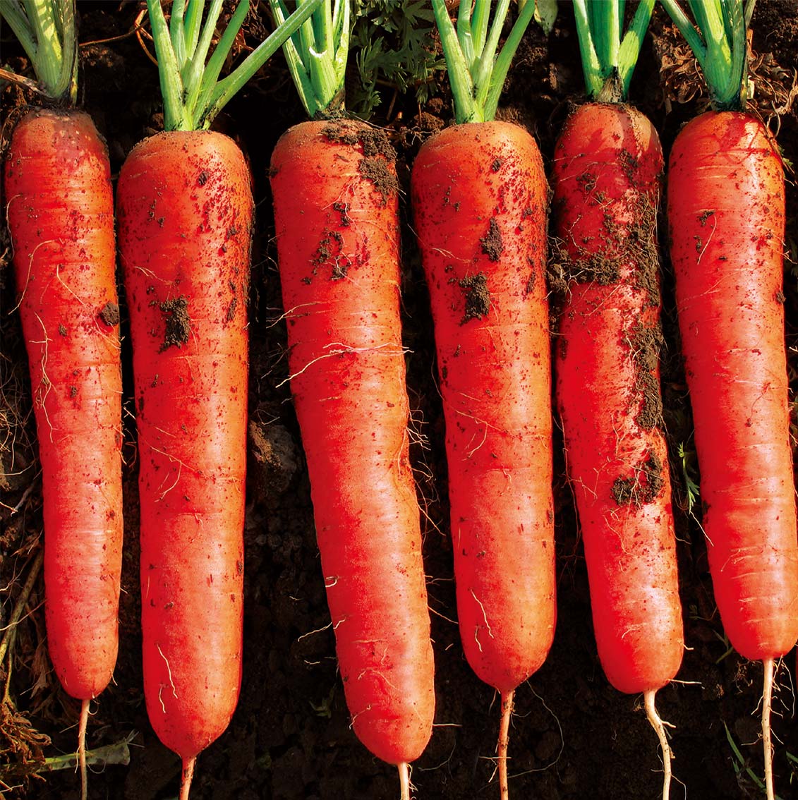 甘肃定西本地老品种胡萝卜新鲜现挖红皮脆甜多汁净重包装包邮