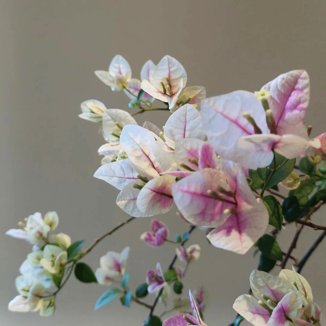 【漳红樱】勤花品种三角梅 带花带叶原盆原土发货