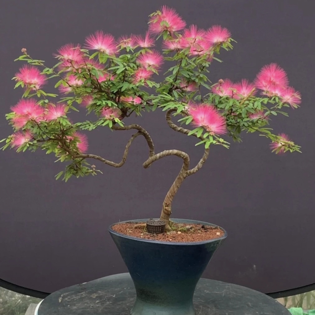 姬合欢粉色红色盆景盆栽姬合欢盆栽花造型好养盆景掌上盆景室内外