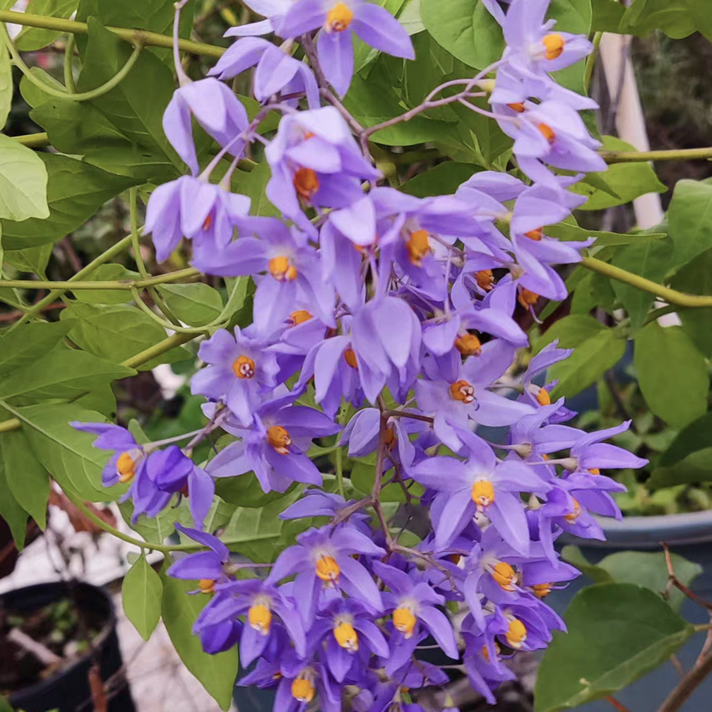 蓝花悬星藤 花期长 多季开花 多年生攀缘花卉植物 室外阳台 耐热