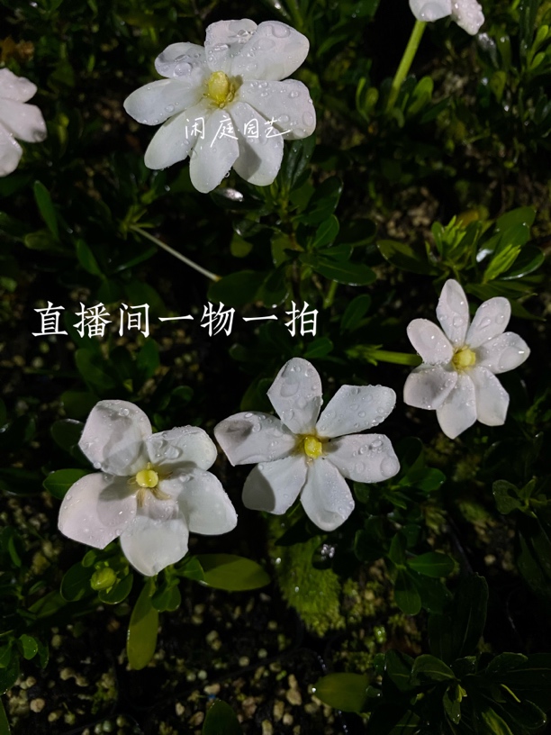 直播间一物一拍 法莲 皓月 玉荷 米雀 达摩 秋蝉 车轮等多个品种 