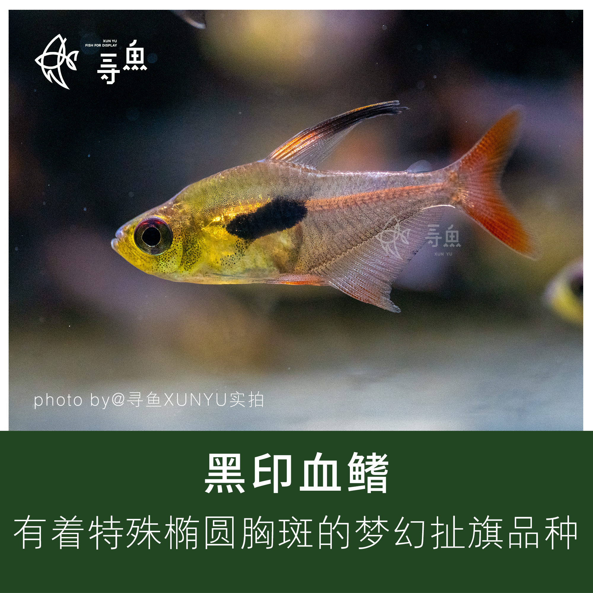 【寻鱼XUNYU】黑印血鳍/黑印血旗集邮扯旗灯鱼热带观赏鱼草缸南美缸