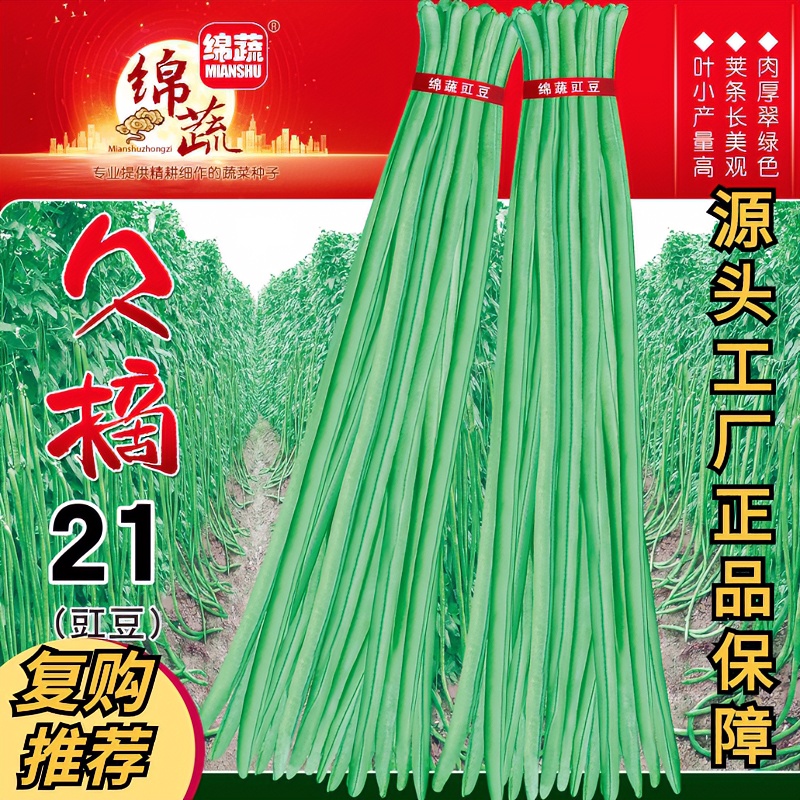 绵蔬【久摘21】长豇豆种子产量高荚条长80厘米种植肉厚长豆角嫩绿色