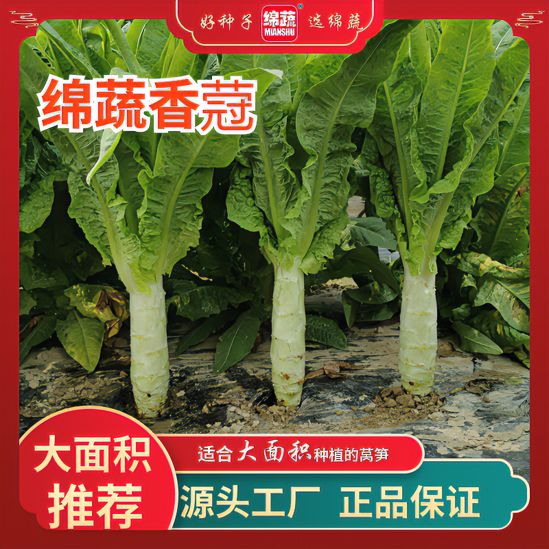 绵蔬【绵蔬香蒄】耐热莴笋种发芽高嫩绿抗病品质抗病生长种植混合