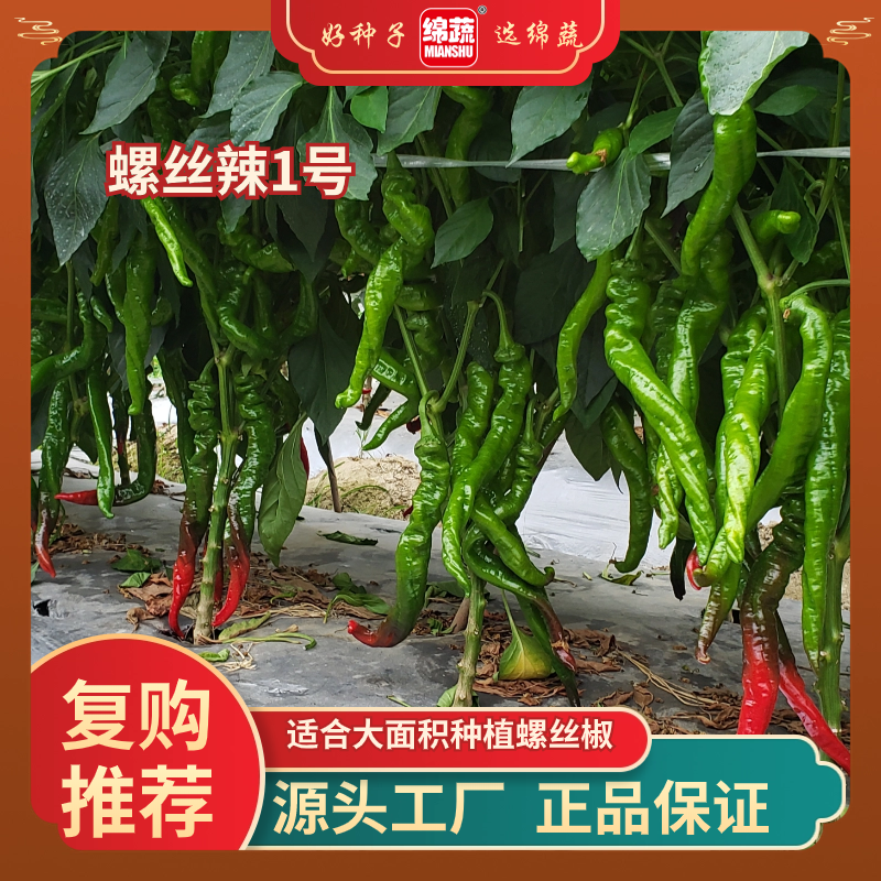 绵蔬【螺丝辣1号】螺丝辣椒味香辣小菜园阳台花盆种植品质好春季