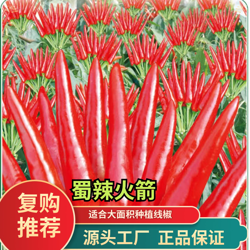 绵蔬【蜀辣火箭】簇生朝天辣椒，中晚熟、干制、鲜食均可简单
