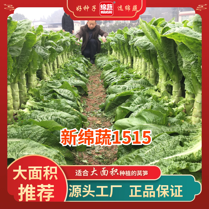 【新绵蔬1515】耐寒圆叶绿皮绿肉香味浓品质佳二青莴笋蔬菜简单