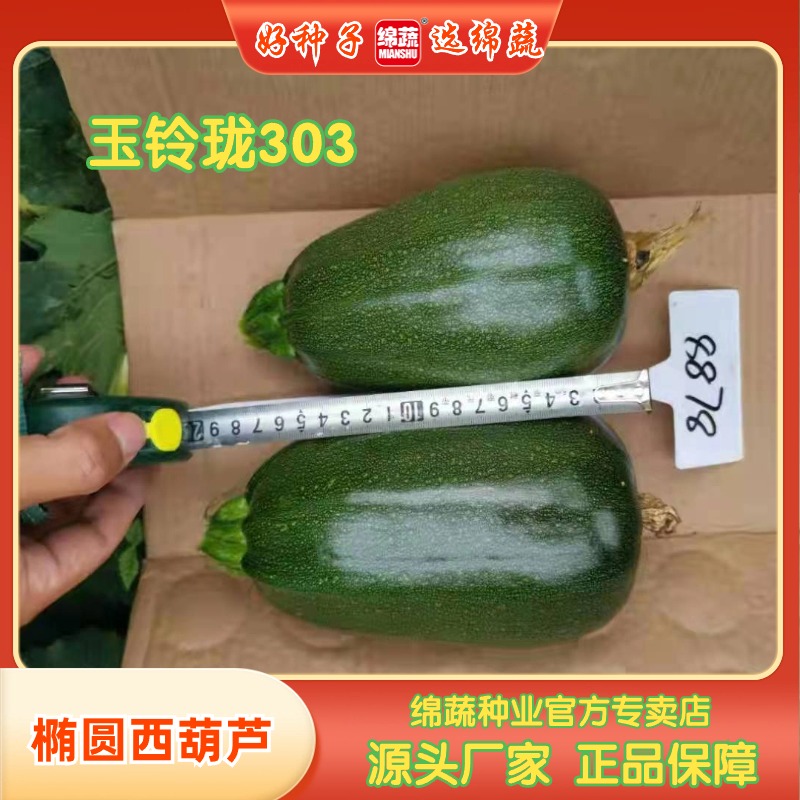 绵蔬【玉玲珑303】西葫瓜种子高产种植南瓜简单蔬菜种子播种