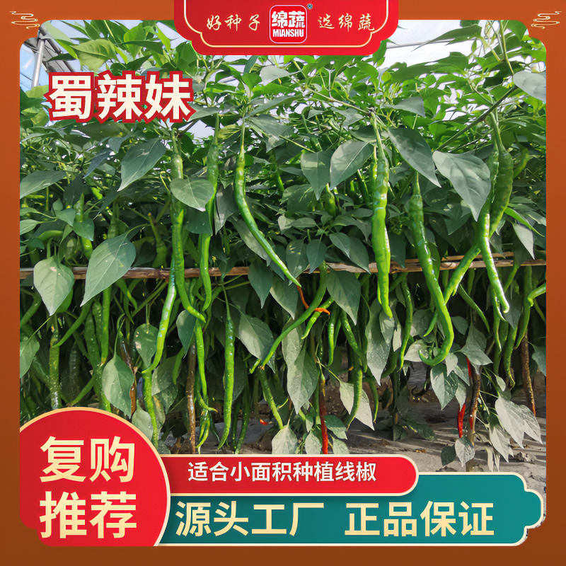 绵蔬【蜀辣妹】高产抗病美人椒辣椒早熟辣椒香辣椒种子蔬菜种子