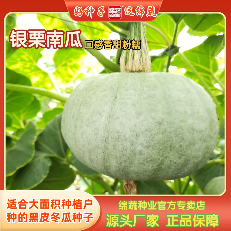 银栗南瓜种子高产种植香甜粉糯籽肉厚橙黄色
