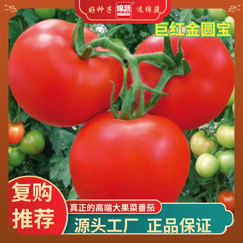 【巨红2号金圆宝】西红柿种子高仰、中晚熟、大红果番茄反季节种植