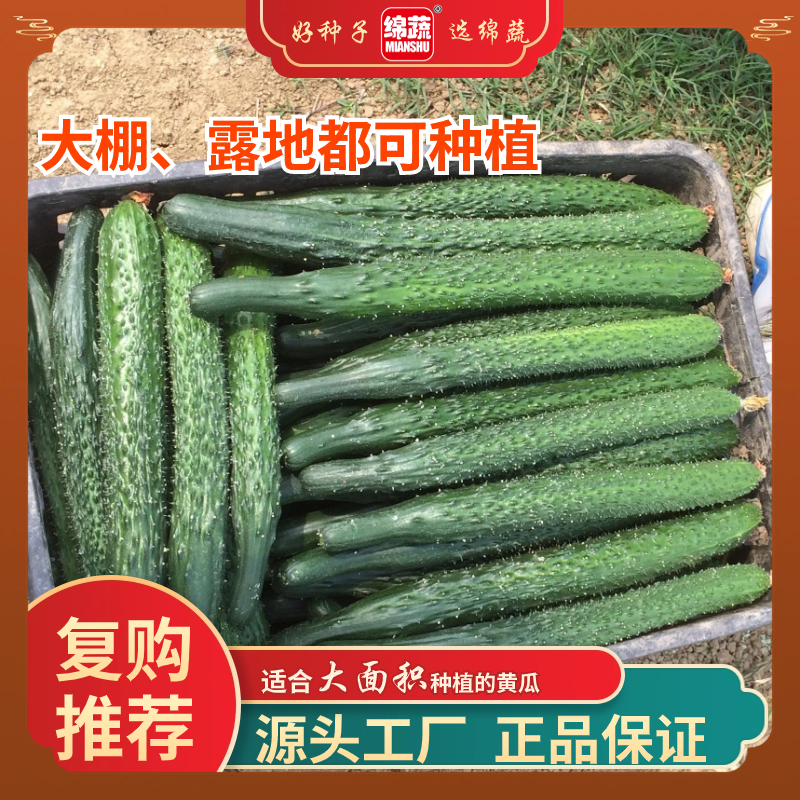 绵蔬【巴顿】产量高，青黄瓜种子、密刺、绿色、口感好、