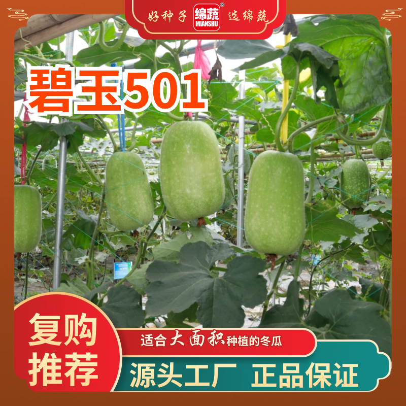 绵蔬【碧玉501】早熟性非常强、肉厚、腔小春季蔬菜高产种子抗病生态