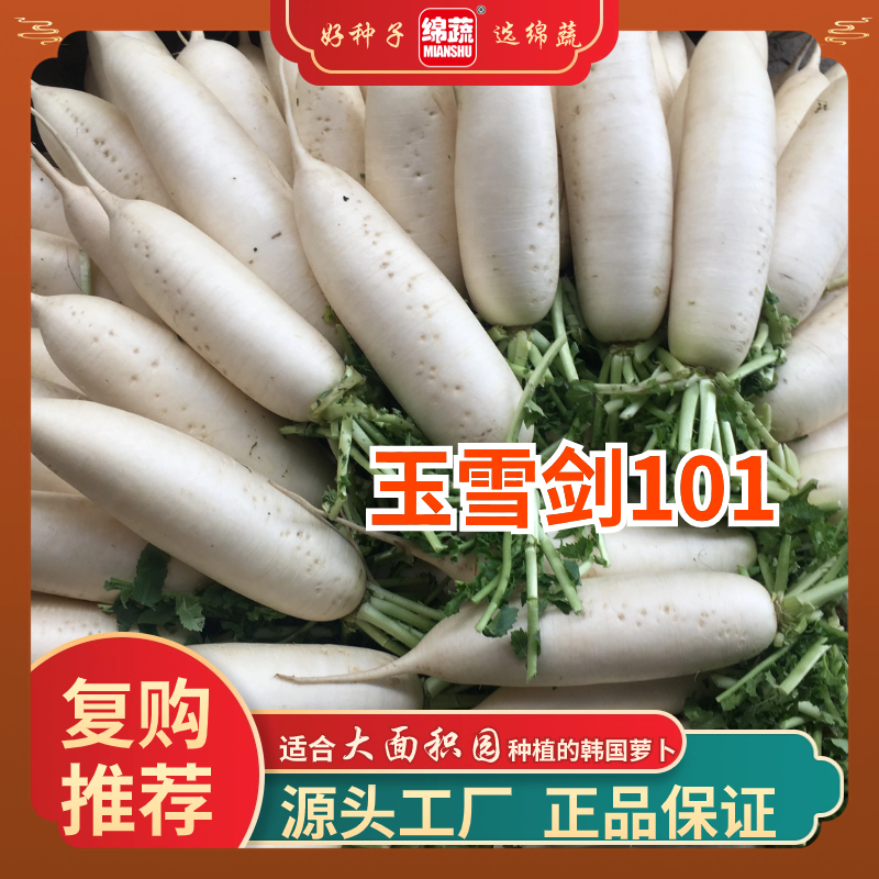 绵蔬【长白萝卜玉雪剑101】耐低温裂根少根皮洁白肉质清脆口感佳