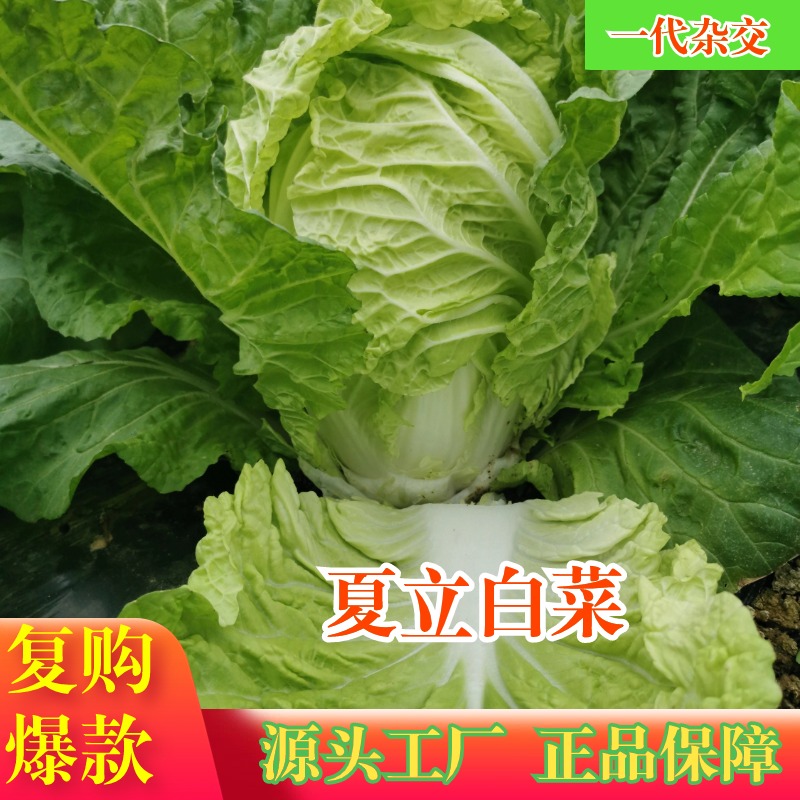 绵蔬【夏立白菜】白菜种子农家小院阳台花盆都可以种植简单甜脆
