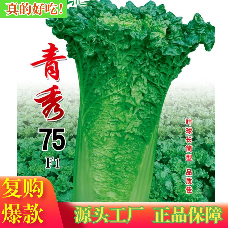绵蔬【青秀75】叶球长筒型，青口白菜、脆甜的白菜种子