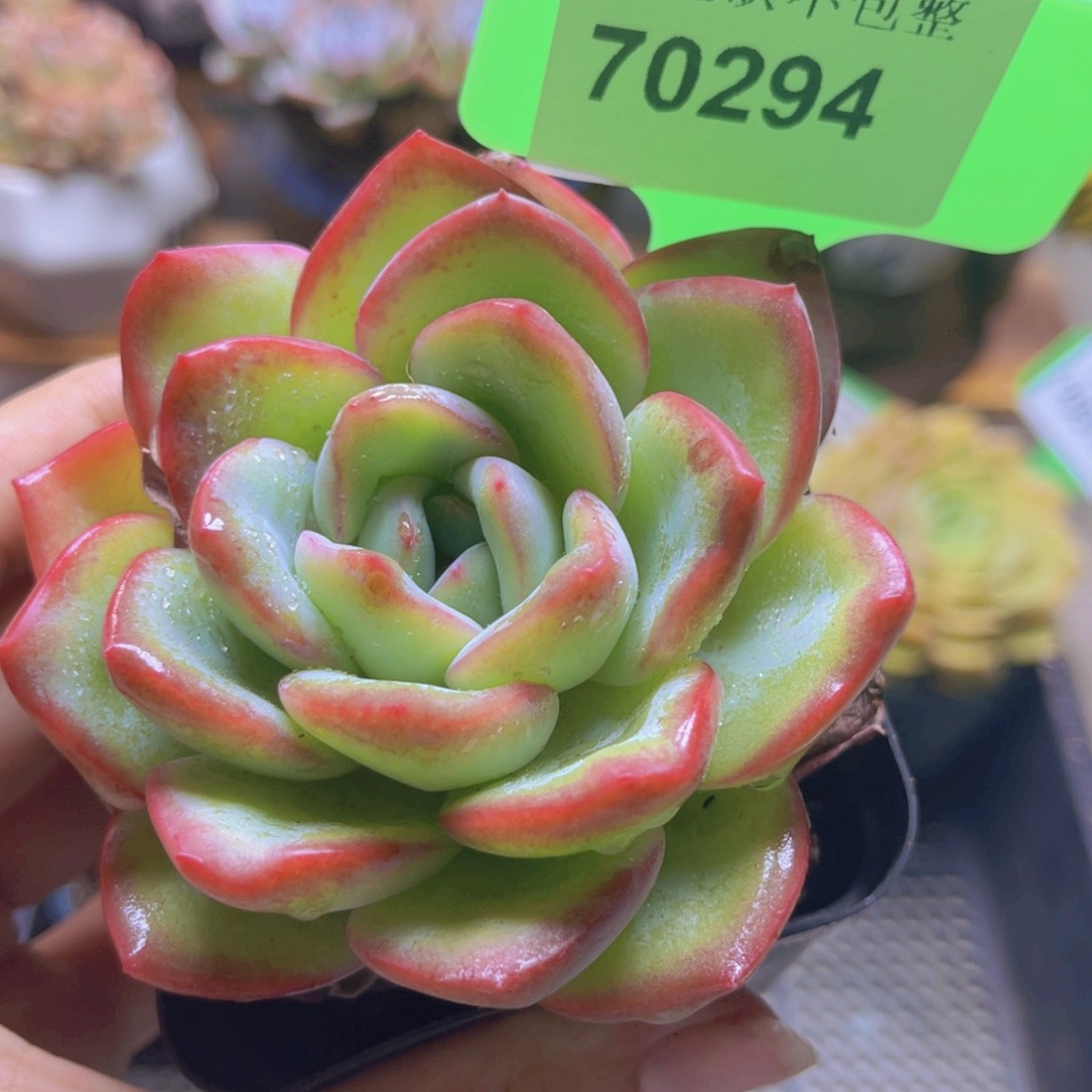70294（28包邮泡芙）