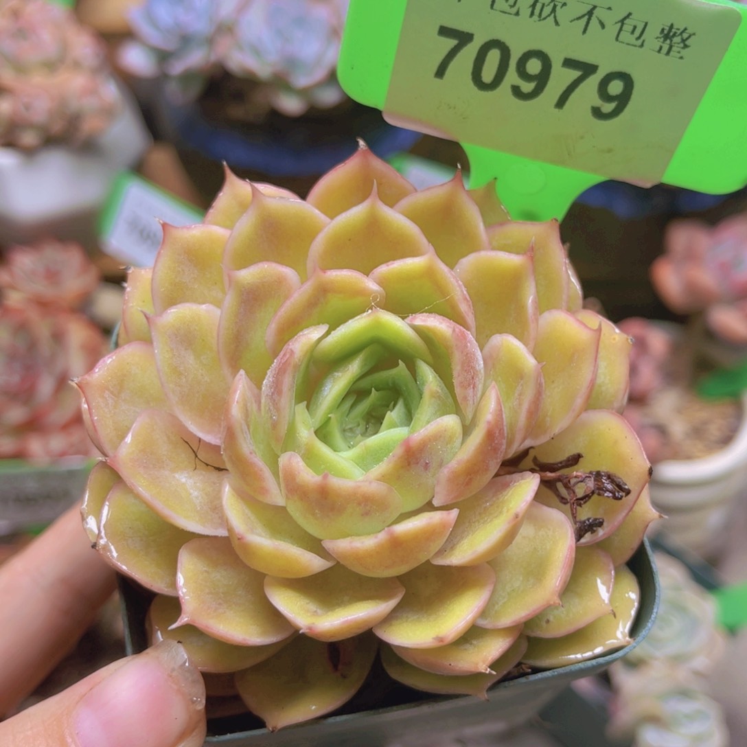 70979（28包邮）昂斯诺