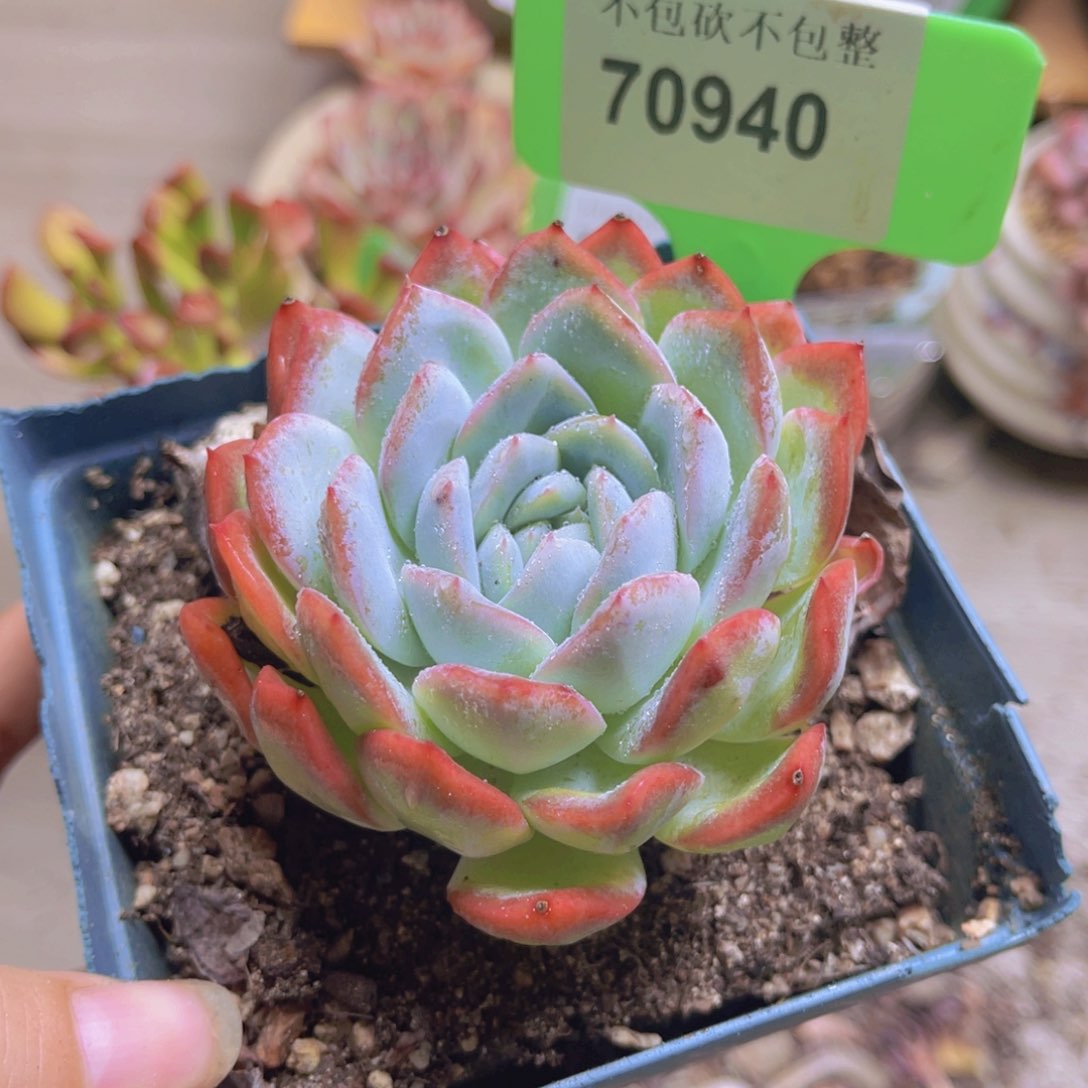 70940（28包邮莎莎女王）