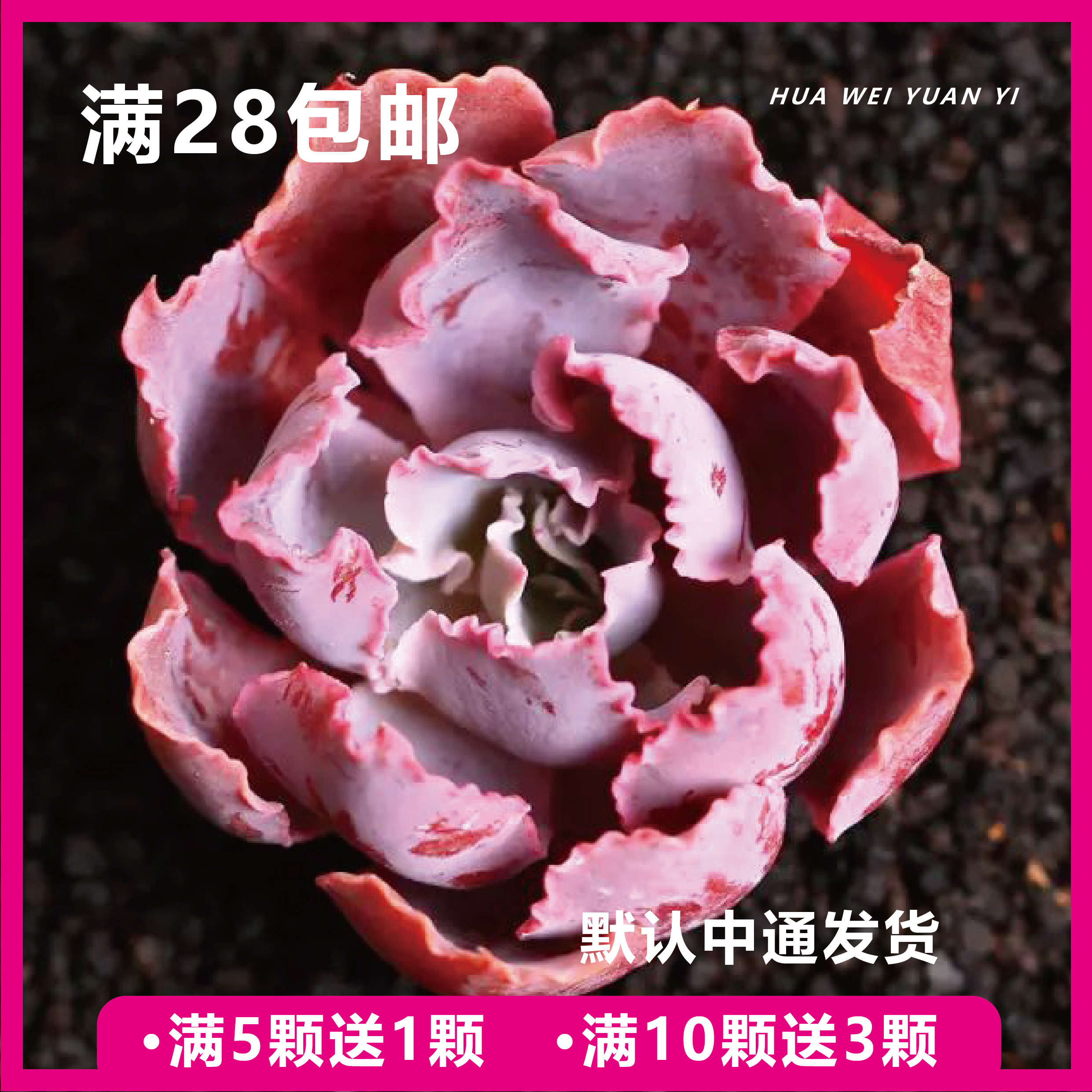 【华威园艺多肉】冷链种植基地发货发货上盆造型下单
