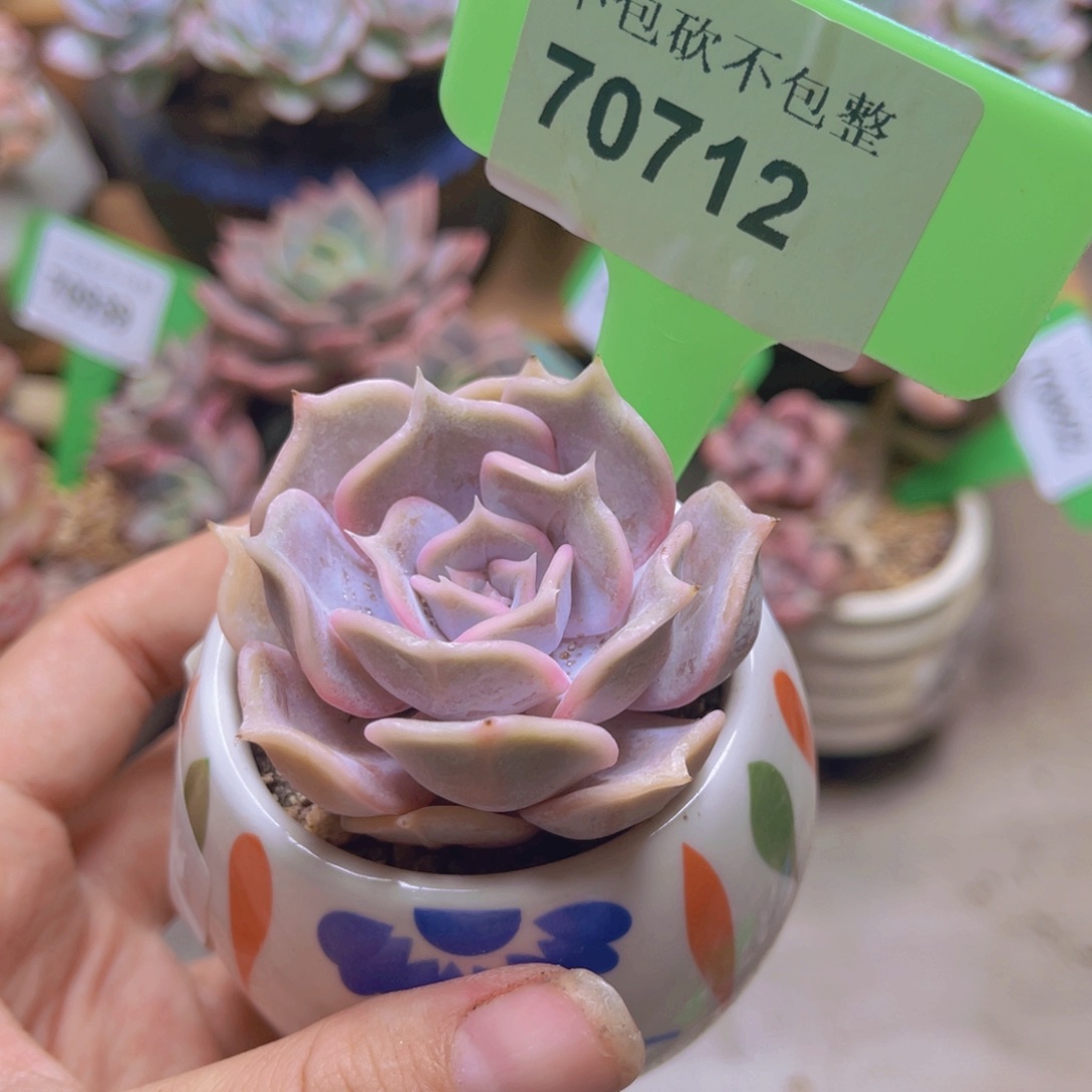 70712（28包邮带盆）