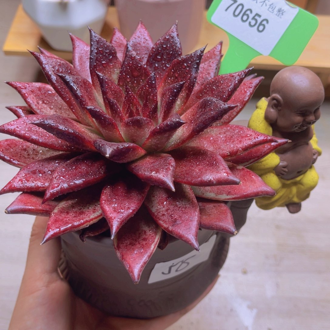 70656（28包邮带陶瓷盆）