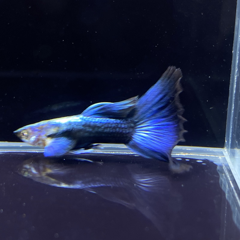 大耳欧翼蓝礼服亮背欧翼蓝礼服精品孔雀鱼纯种自己精养可视频挑鱼