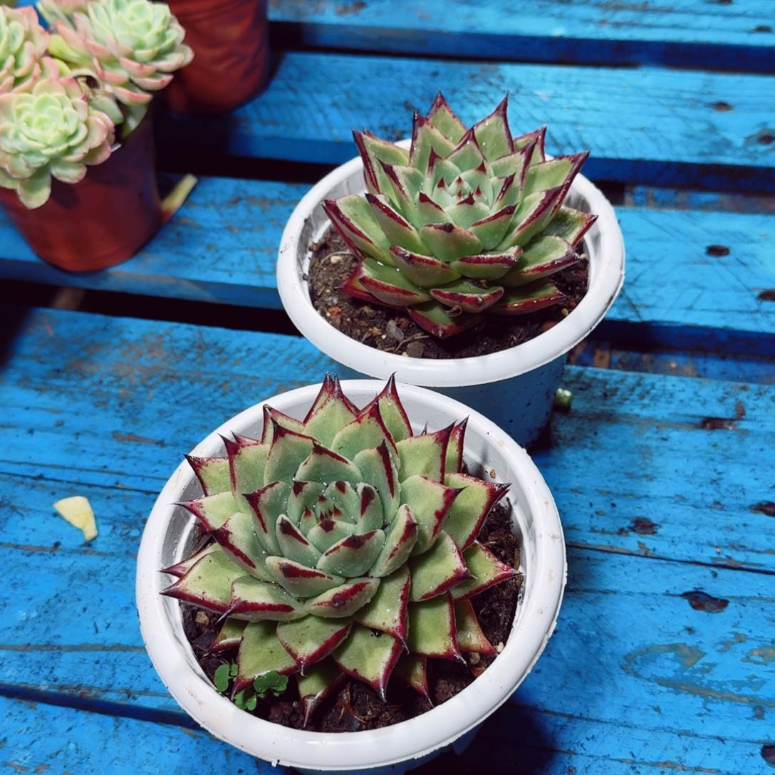 ，紫檀乌木 多肉植物