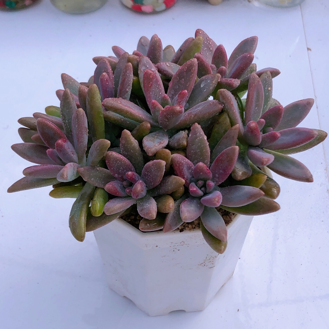 多肉植物秋丽八颗送八角盆土72