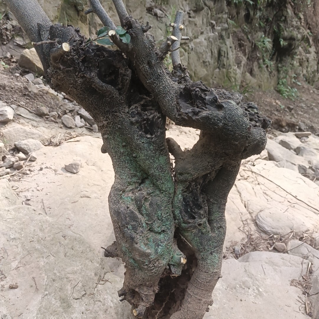 權木金弹子，绿植