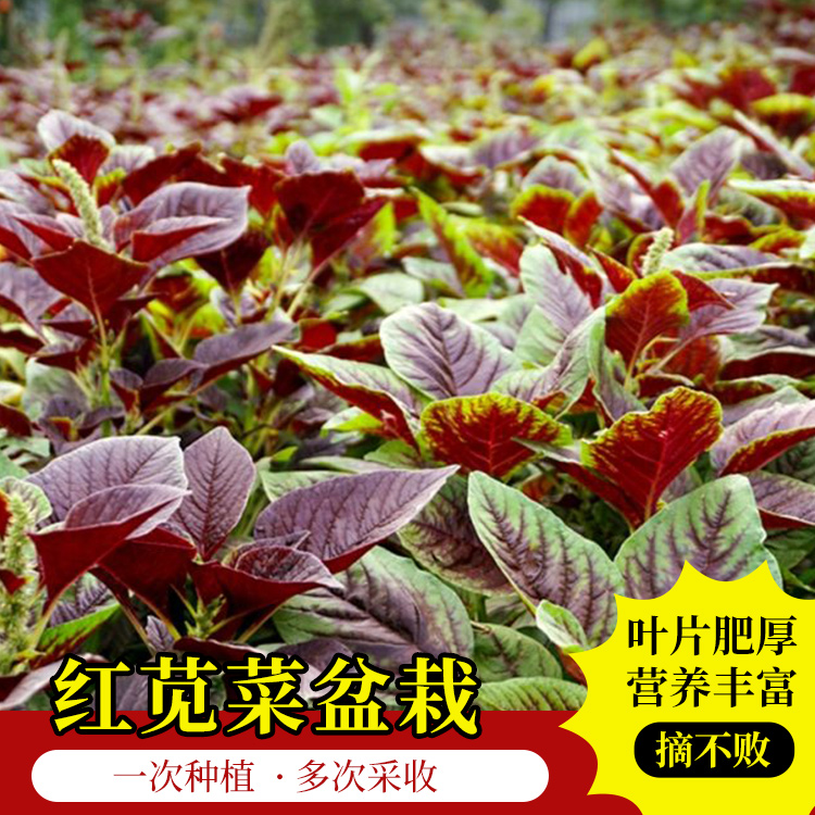 (拍2发3)红苋菜种子苋菜籽苋菜种籽蔬菜种子四季阳台原叶盆栽蔬菜