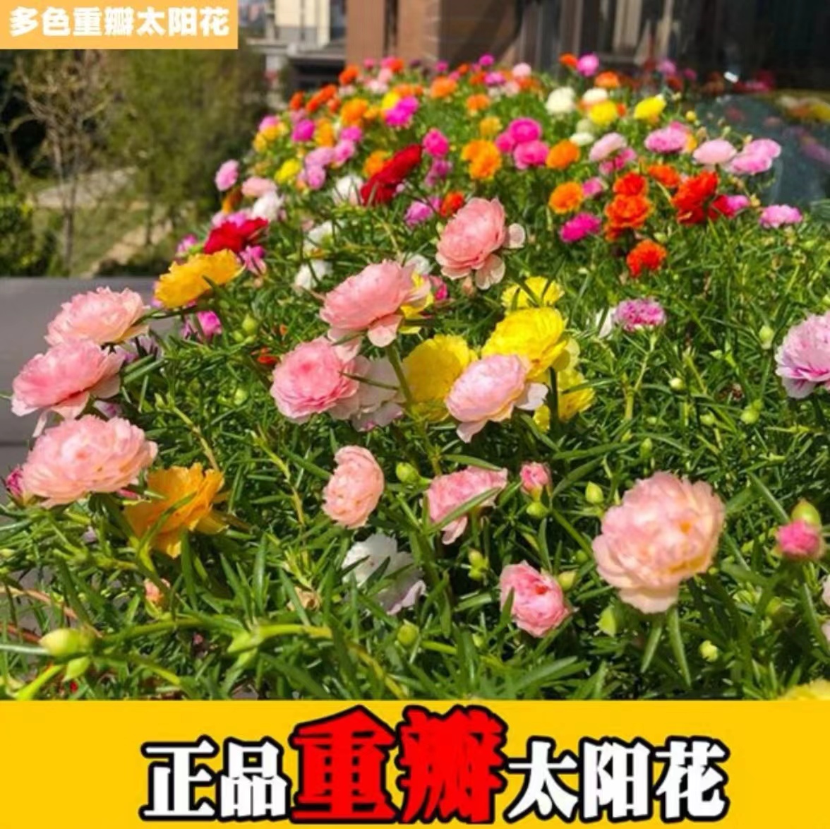 重瓣太阳花混色七彩花种活四季开花阳台花卉盆栽