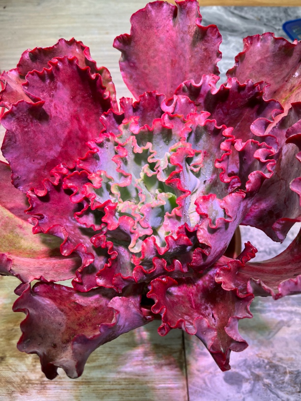 大号红婚纱 精控老桩 买三随机送一