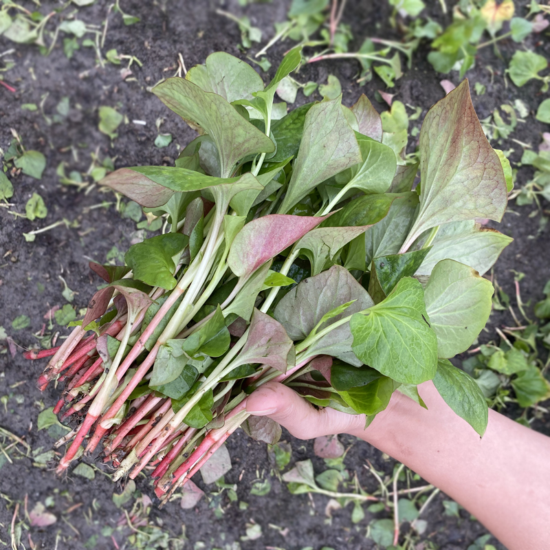 新鲜折耳根叶子鱼腥草嫩叶凉拌菜茎叶四川农家菜现摘2斤3斤4斤