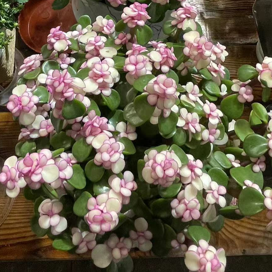 雅乐枝舞桌摆观叶植物