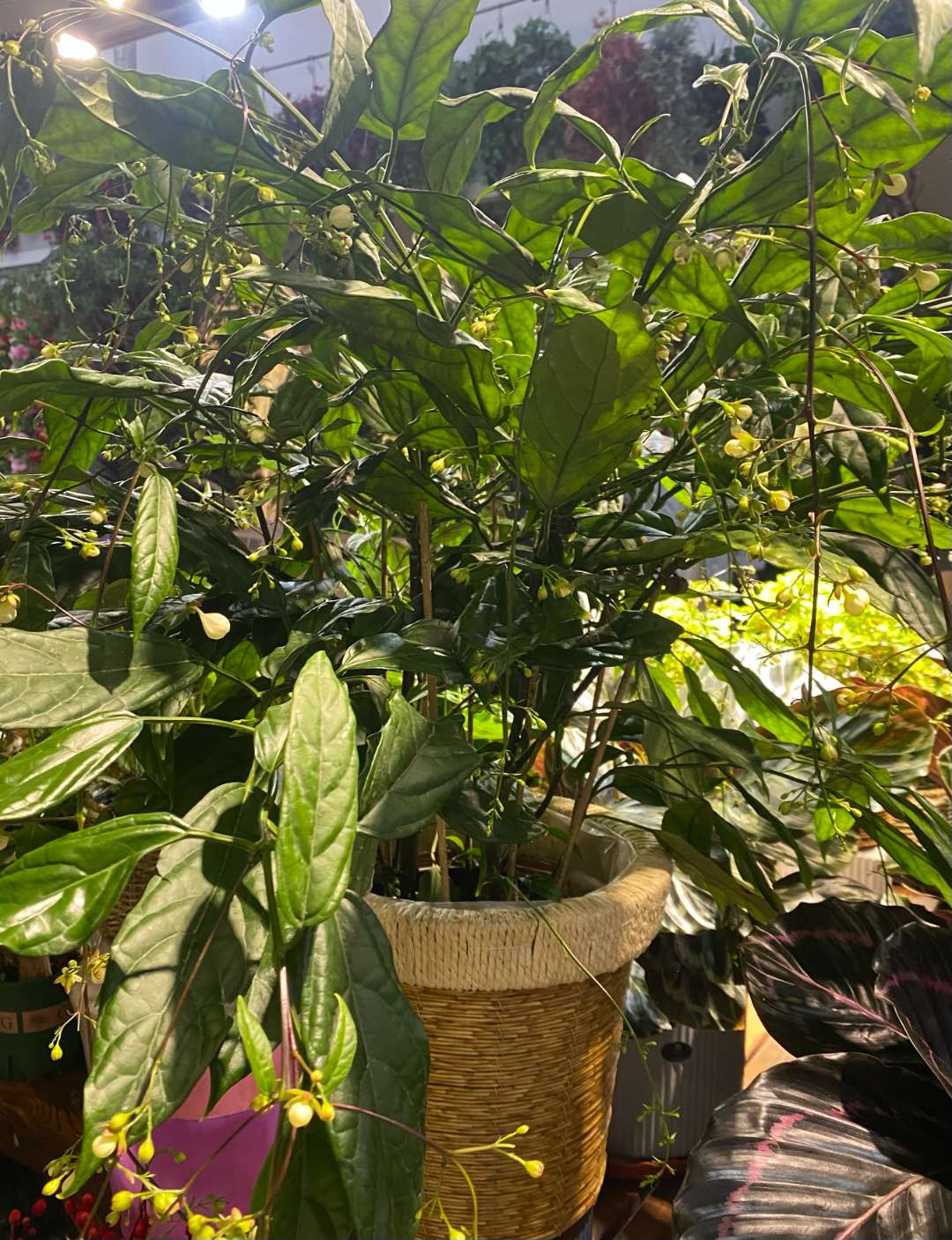 垂丝茉莉盆栽 室内绿植桌面好养 办公室盆景植物 净化空气