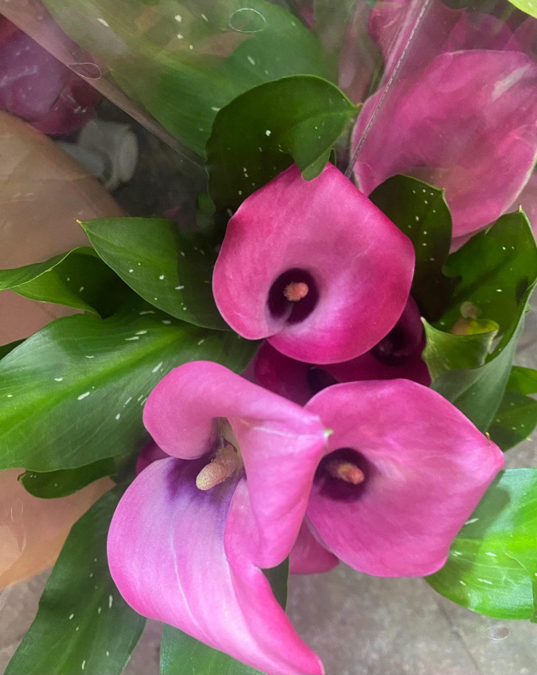 马蹄莲桌摆盆栽 