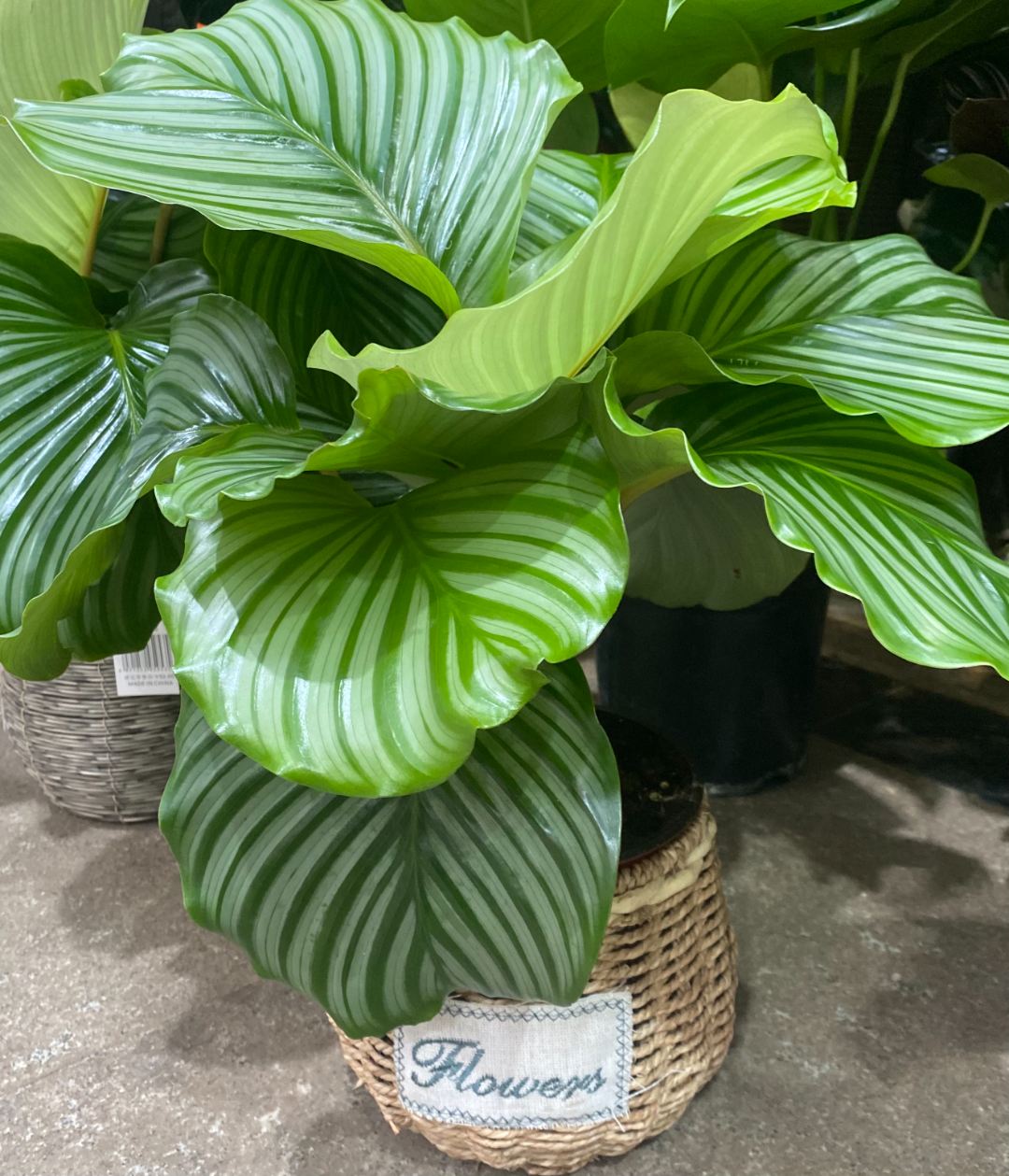 青苹果竹芋盆栽绿植
