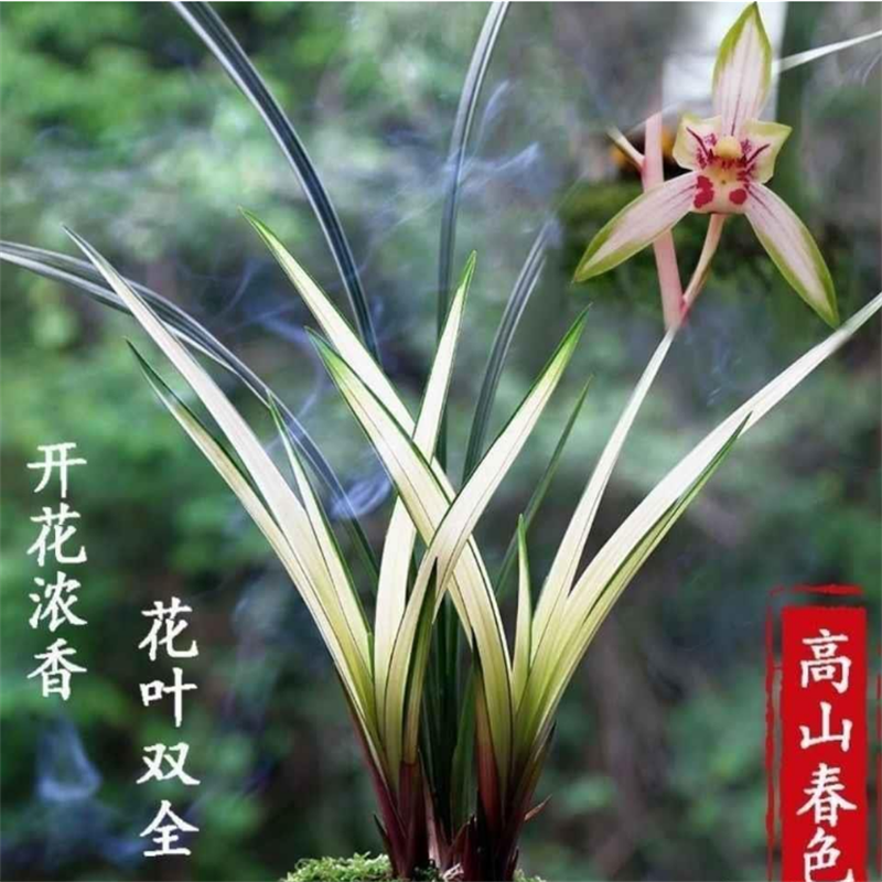 兰花苗建兰花艺双全高山纯色带花苞浓香型办公桌绿植盆栽