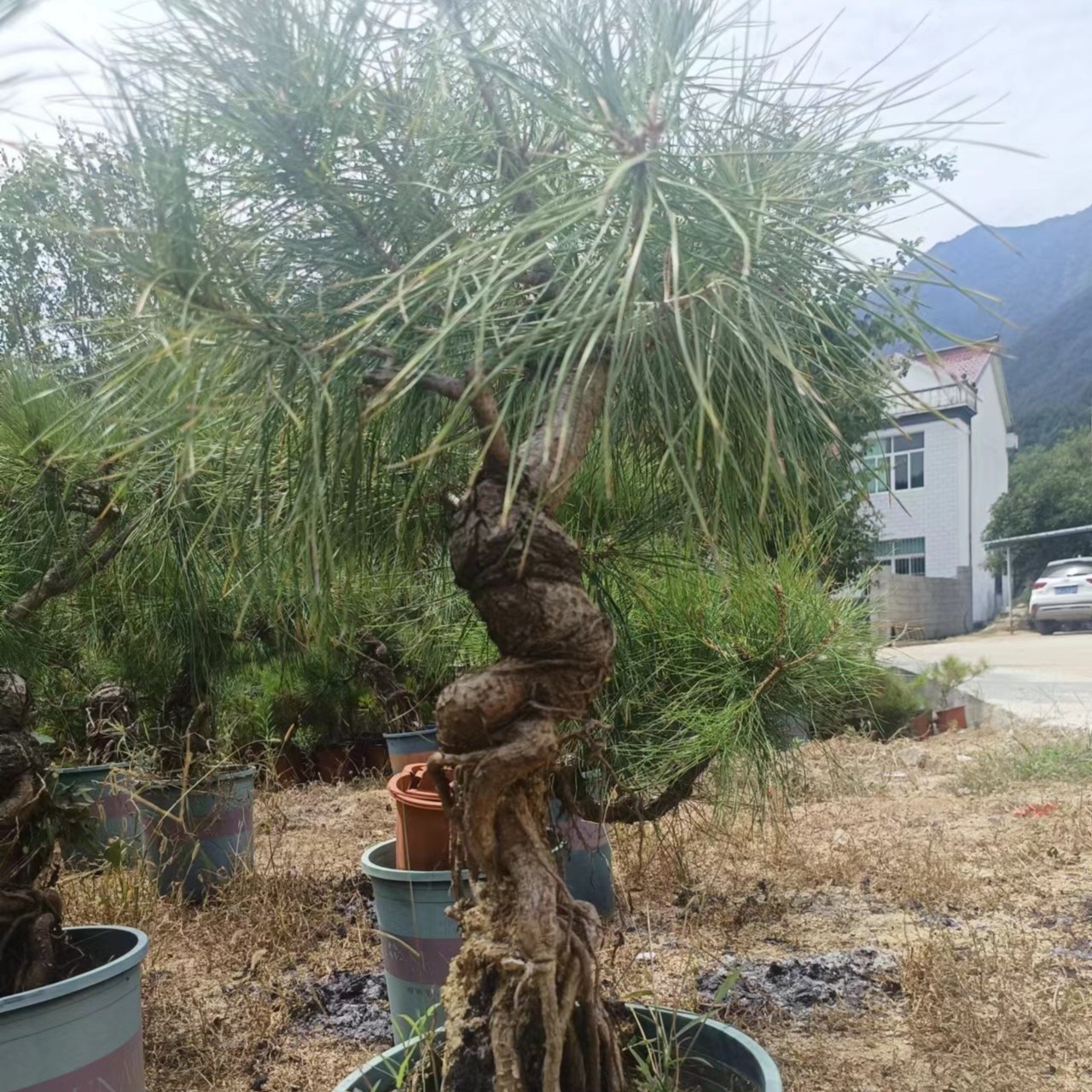 黄山松珍珠黄杨高端盆栽一物一拍