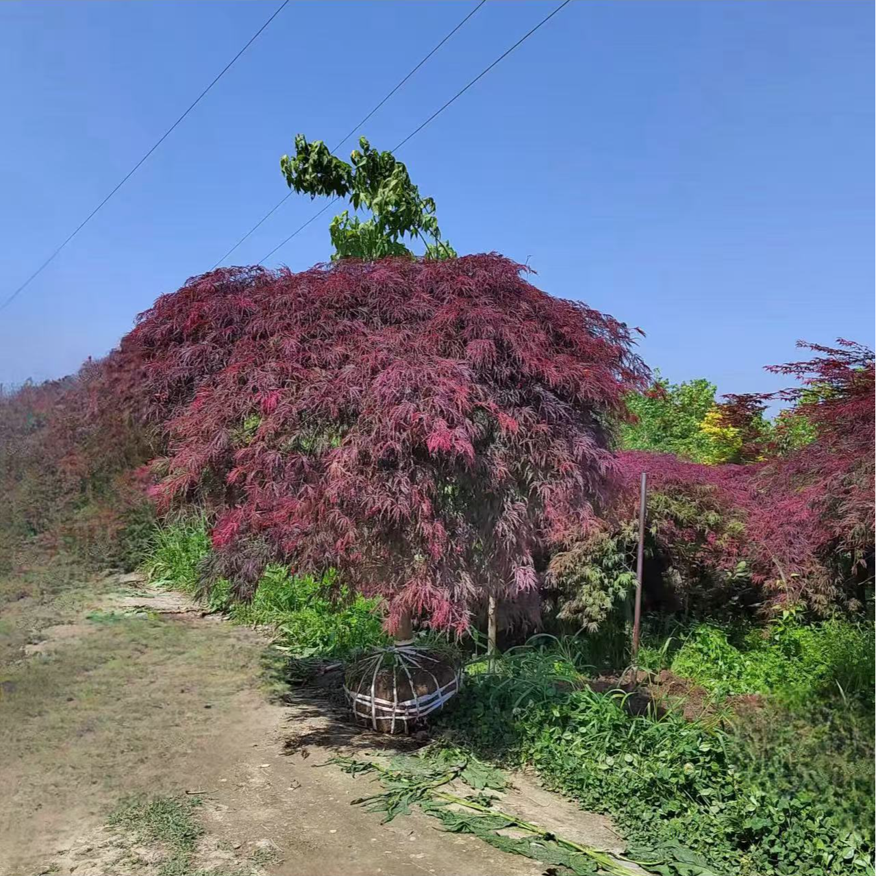 精品羽毛枫枫树庭院别野景观造型