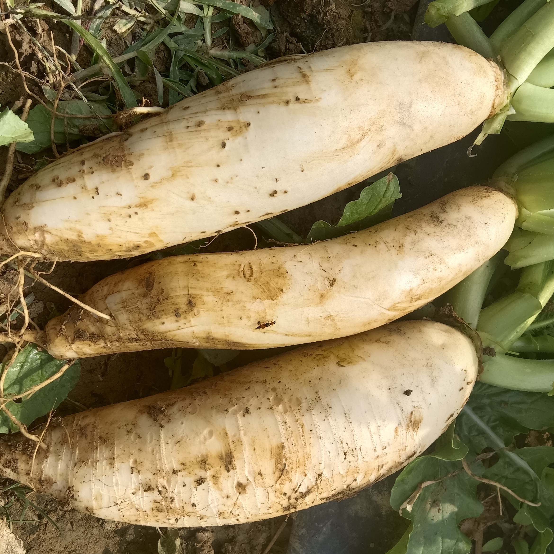 广西柳州农家白萝卜包邮（西北华北东北九省除外）有少许霞疵